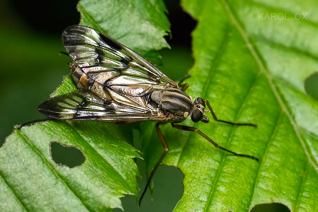 strehúň srpicový Rhagio scolopaceus