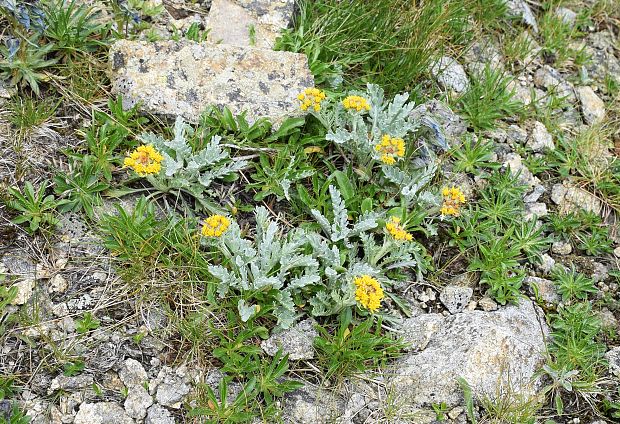 starček sivý kranský Senecio incanus subsp. carniolicus  (Willd.) Braun-Blanq.