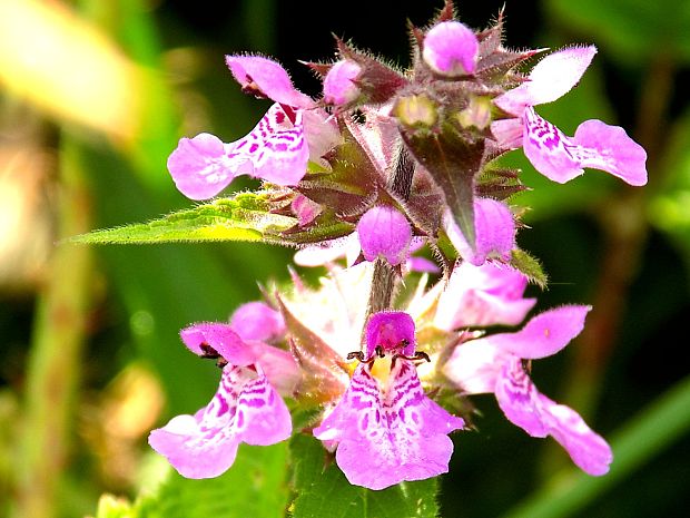 čistec lesný Stachys sylvatica L.