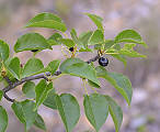 čerešňa mahalebková