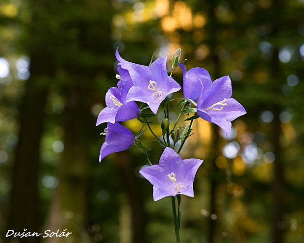 zvonček broskyňolistý Campanula persicifolia L.