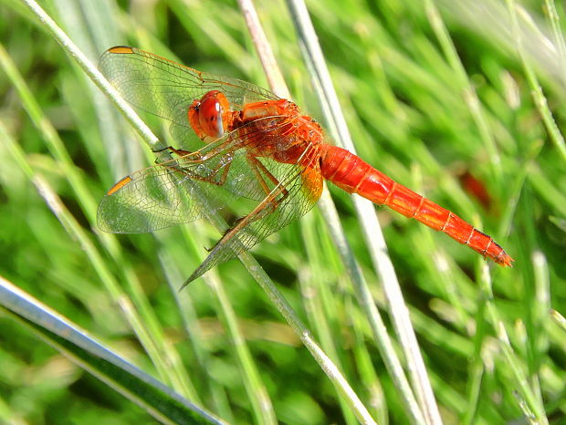 vážka   Crocothemis erythraea