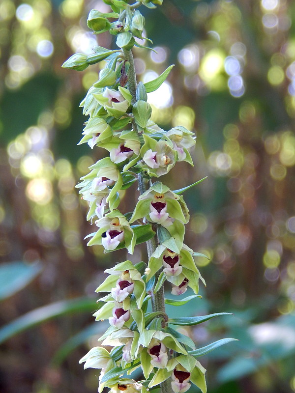 kruštík širokolistý pravý Epipactis helleborine subsp. helleborine (L.) Crantz