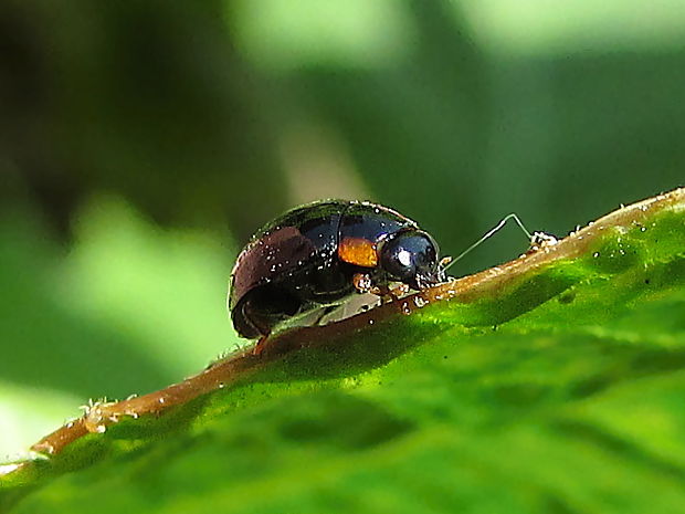 slunéčko Exochomus nigromaculatus