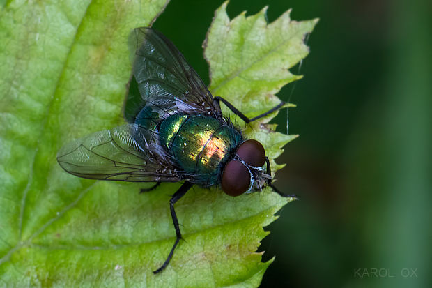 mucha Neomyia cornicina