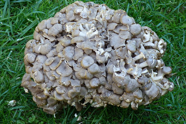 trúdnik klobúčkatý Polyporus umbellatus (Pers.) Fr.