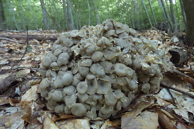 trúdnik klobúčkatý Polyporus umbellatus (Pers.) Fr.