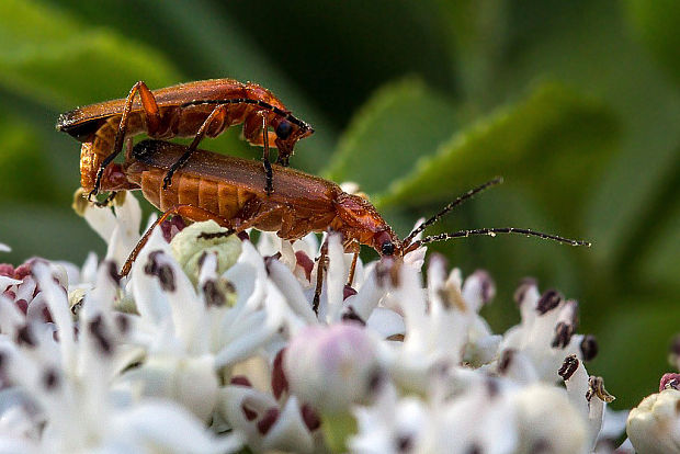 snehulčík žltý  Rhagonycha fulva