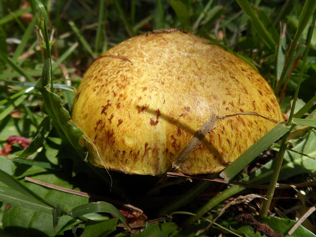 masliak sibírsky Suillus sibiricus (Singer) Singer