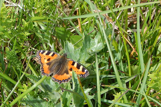 babôčka pŕhľavová Aglais urticae