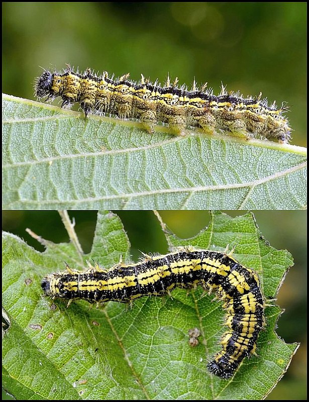 babôčka prhľavová  Aglais urticae