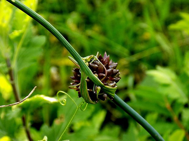 cesnak orešcový Allium scorodoprasum L.