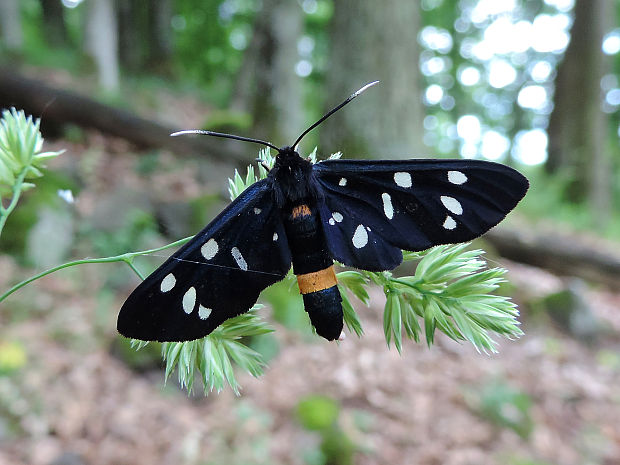 bieloškvrnáč púpavcový / běloskvrnáč pampeliškový Amata phegea Linnaeus, 1758