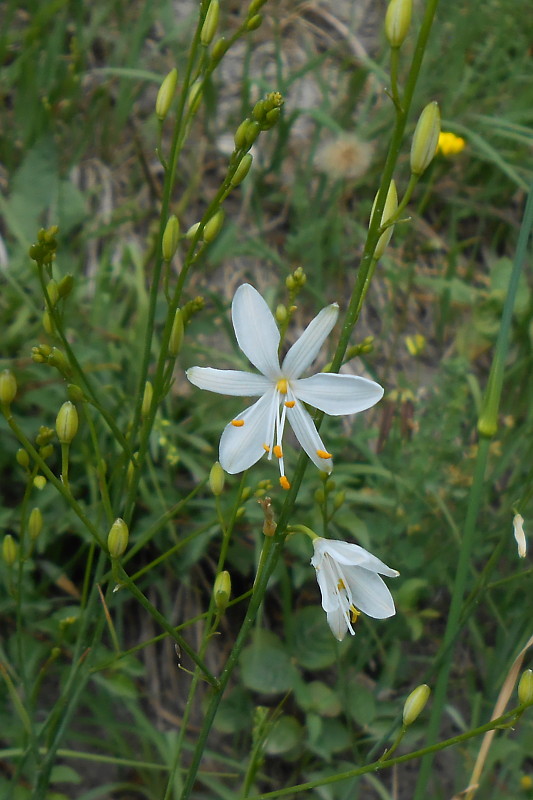 jagavka konáristá Anthericum ramosum L.