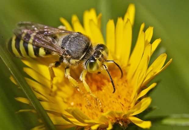 kutavka zobatá  Bembix rostrata (Hym., Sphecidae)