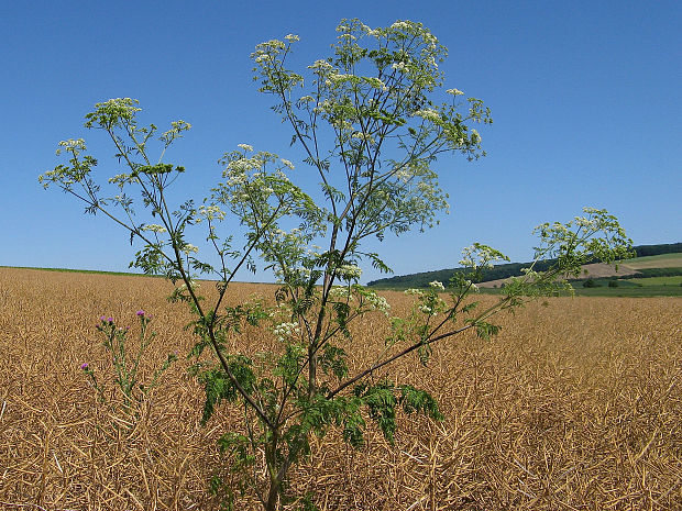 bolehlav škvrnitý Conium maculatum L.