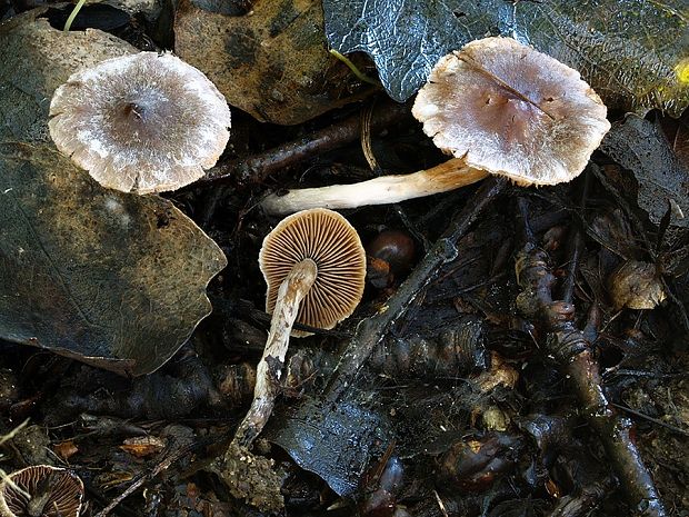 pavučinovec vatovitý Cortinarius gossypinus H. Lindstr.