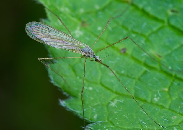 bahnomilka Crypteria cf. limnophiloides