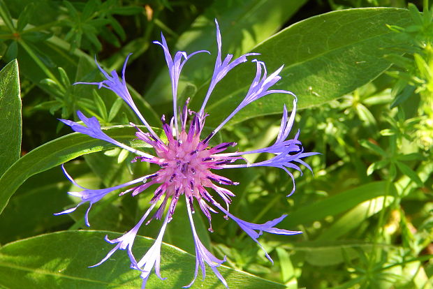 nevädza horská Cyanus montanus (L.) Mill.