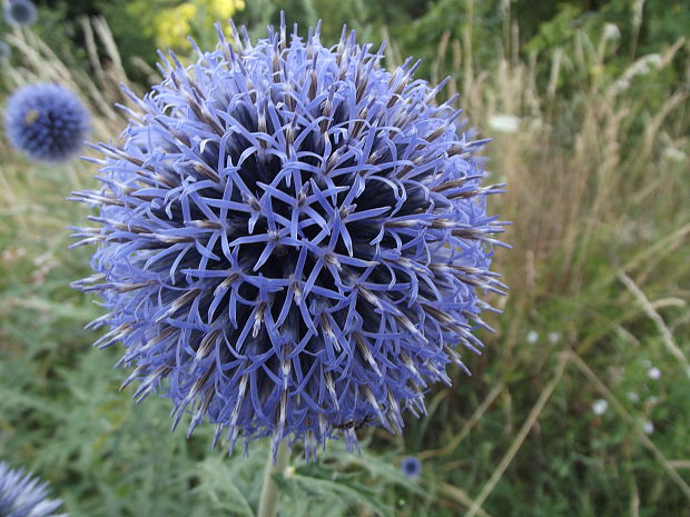 ježibaba guľatohlavá Echinops sphaerocephalus L.