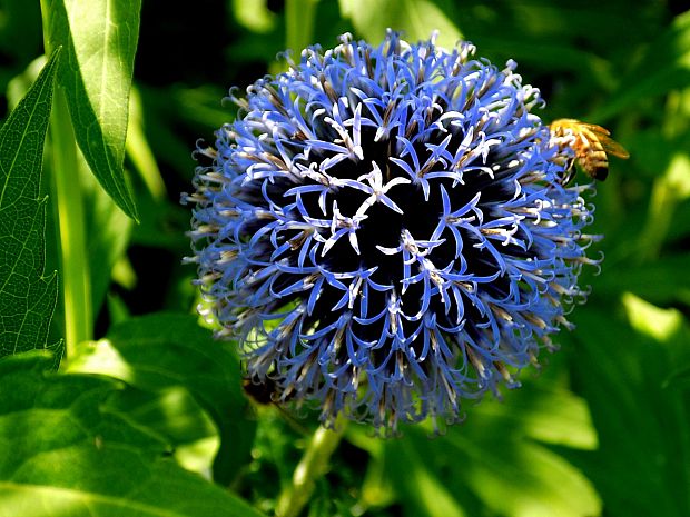 ježibaba guľatohlavá Echinops sphaerocephalus L.