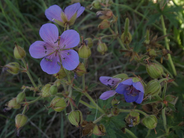 pakost lúčny Geranium pratense L.