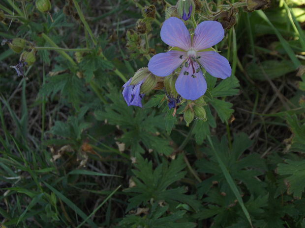 pakost lúčny Geranium pratense L.