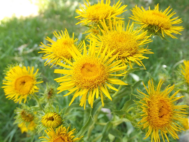 oman vŕbolistý? Inula salicina L.