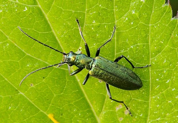 stehnáč Ischnomera cyanea  Fabricius, 1787