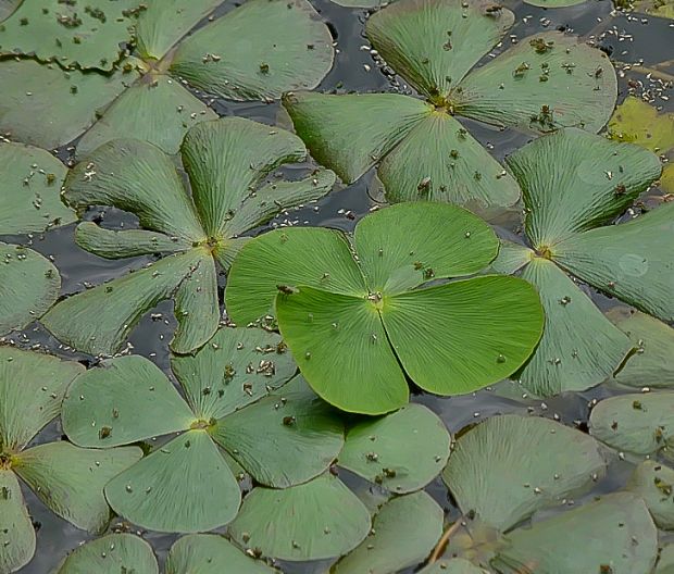 marsilea štvorlistá Marsilea quadrifolia L.