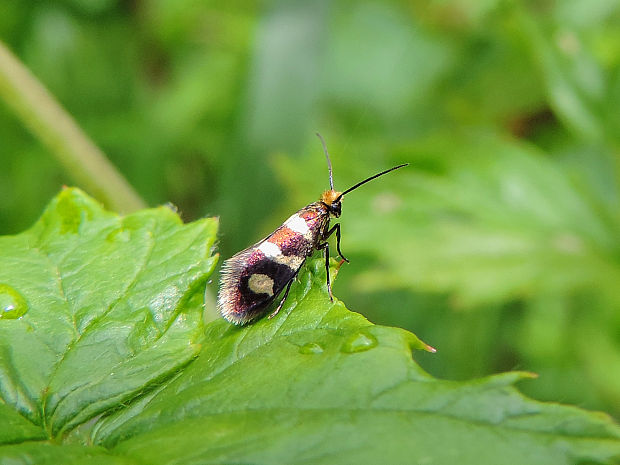 potočníkovec hôrny / chrostíkovník lesní Micropterix aureatella Scopoli, 1763