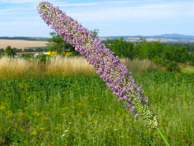 timotejka lúčna Phleum pratense L.