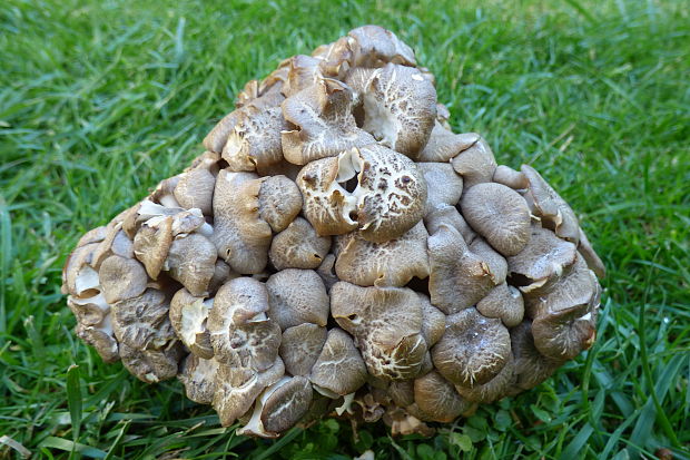 trúdnik klobúčkatý Polyporus umbellatus (Pers.) Fr.