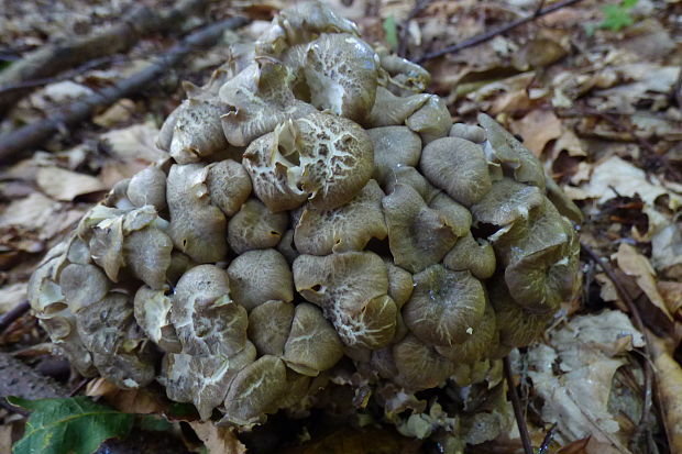 trúdnik klobúčkatý Polyporus umbellatus (Pers.) Fr.