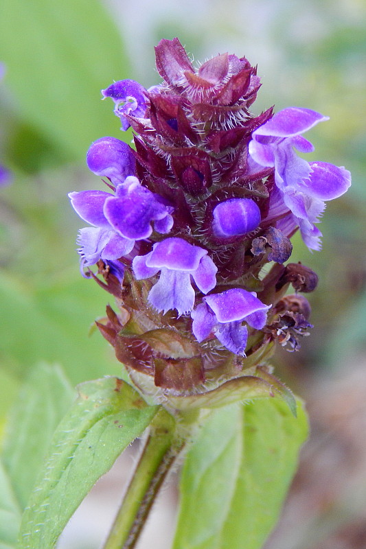 čiernohlávok obyčajný Prunella vulgaris L.