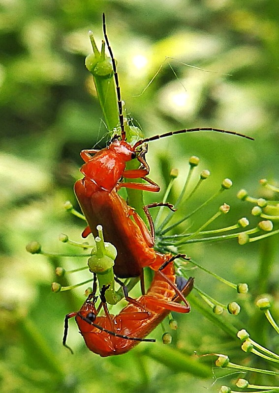 snehulčík žltý Rhagonycha fulva