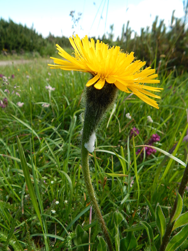 prasatnica jednoúborová Trommsdorffia uniflora (Vill.) Soják