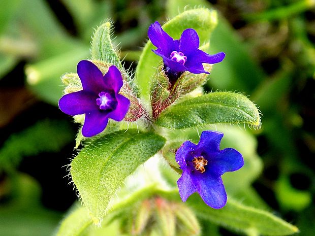 smohla lekárska Anchusa officinalis L.