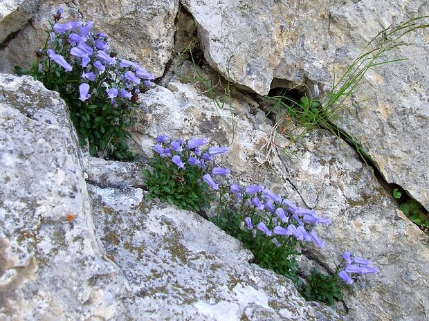 zvonček Campanula zoysii Wulfen