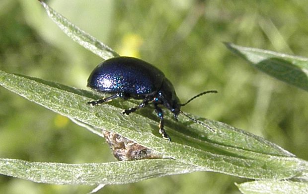 liskavka Chrysolina varians