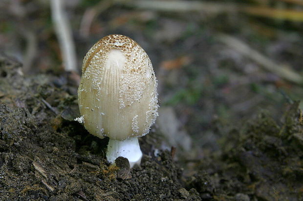 hnojník Coprinellus sp.