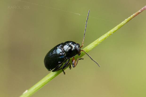 krytohlav Cryptocephalus nitidus