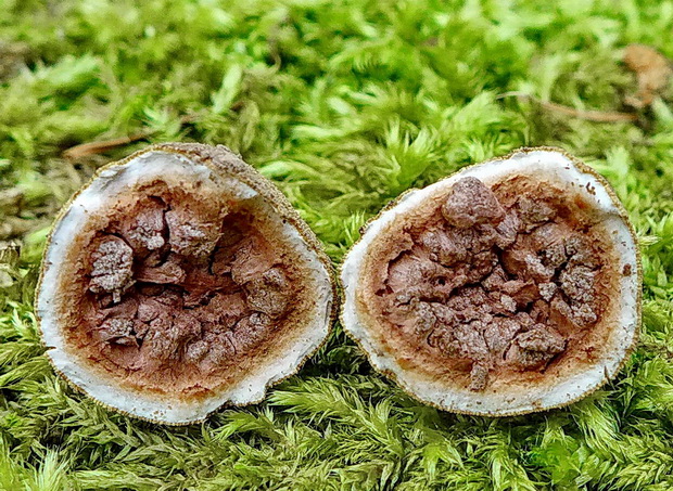 srnka Elaphomyces sp.