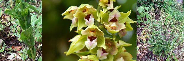 kruštík širokolistý pravý Epipactis helleborine subsp. helleborine (L.) Crantz