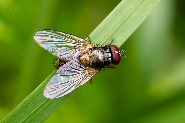 kvetárka Hydrophoria sp.