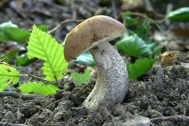 kozák hrabový Leccinum pseudoscabrum (Kallenb.) Šutara