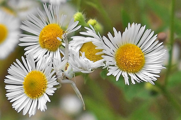 kvetárik dvojtvarý Misumena vatia