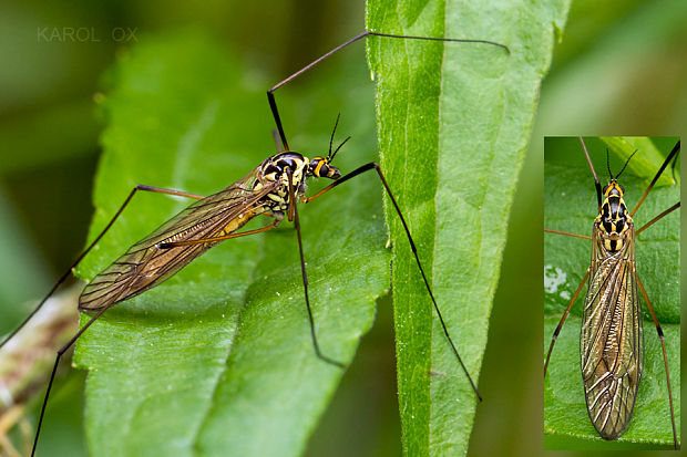 tipuľa škvrnitá Nephrotoma appendiculata