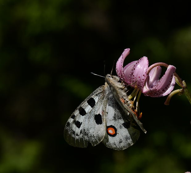 jasoň červenooký Parnassius apollo ssp. rosnaviensis / Issekutz 1952 /