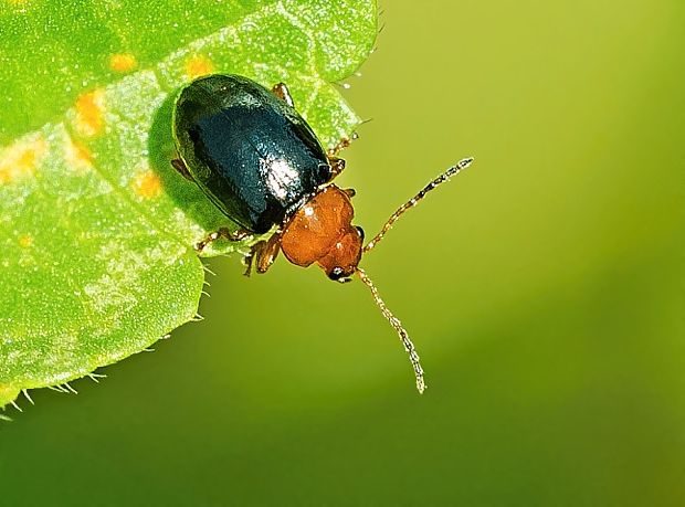 liskavka Podagrica fuscicornis